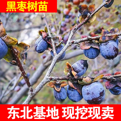 无核黑枣果苗软枣苗野生君迁子苗野柿子树苗软枣种子果树黑枣苗树