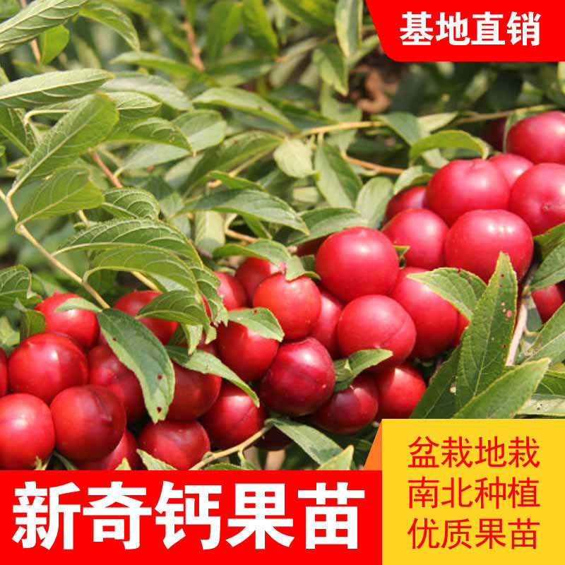 钙果树苗农大钙耐寒果树苗庭院盆栽地栽欧李南方北方种植当年结果