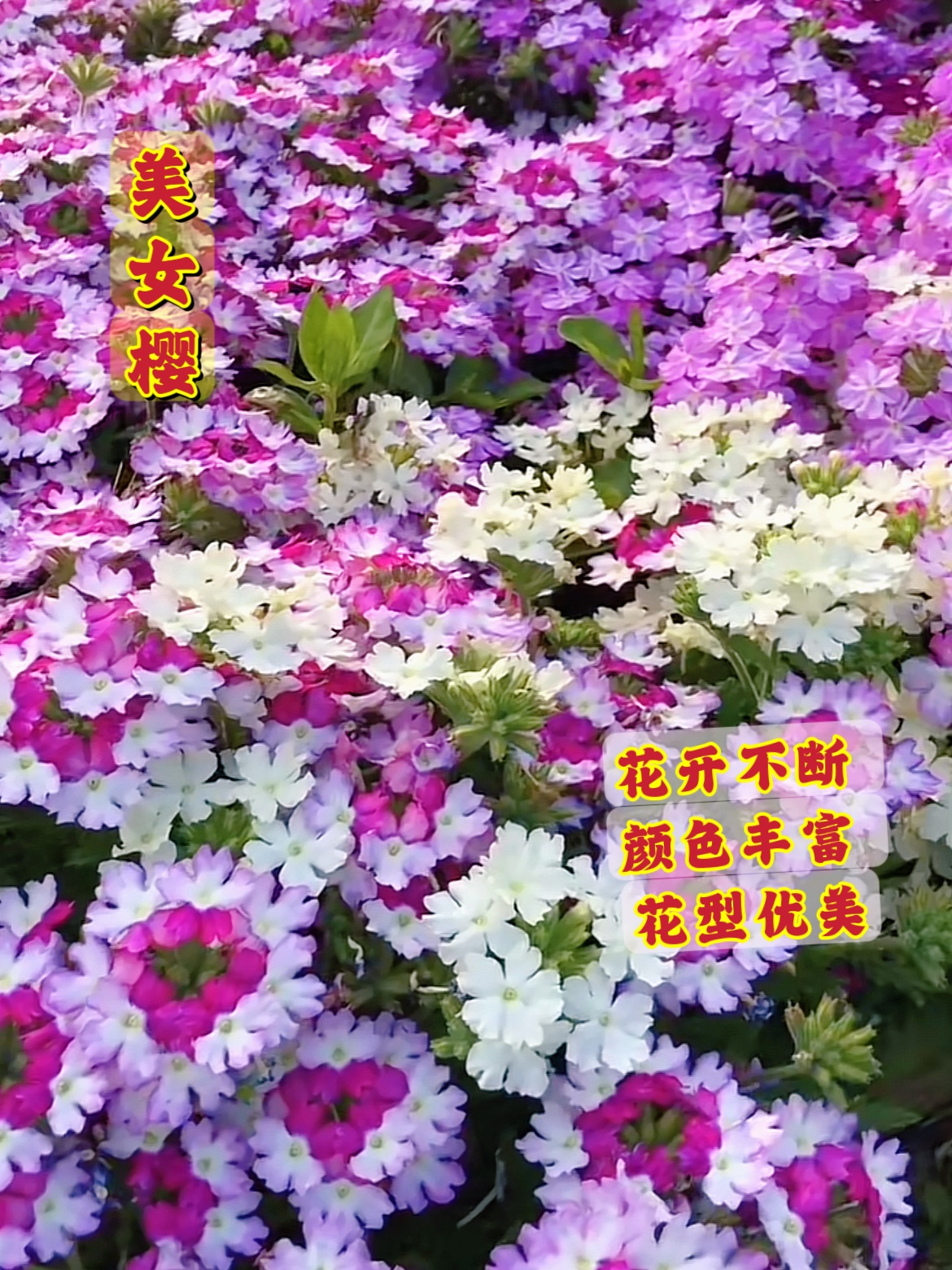 美女樱种子花种花籽绣球花籽春播秋播庭院阳台种花籽易种￼￼易活