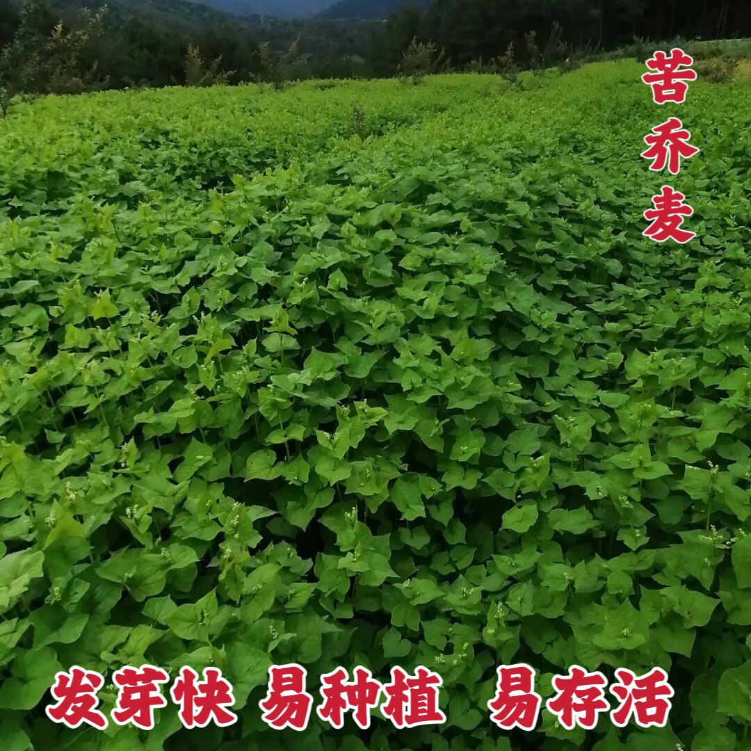 荞麦种子四季易播食用甜黑苦荞麦种籽蜜源植物芽苗菜种甜荞麦种孑