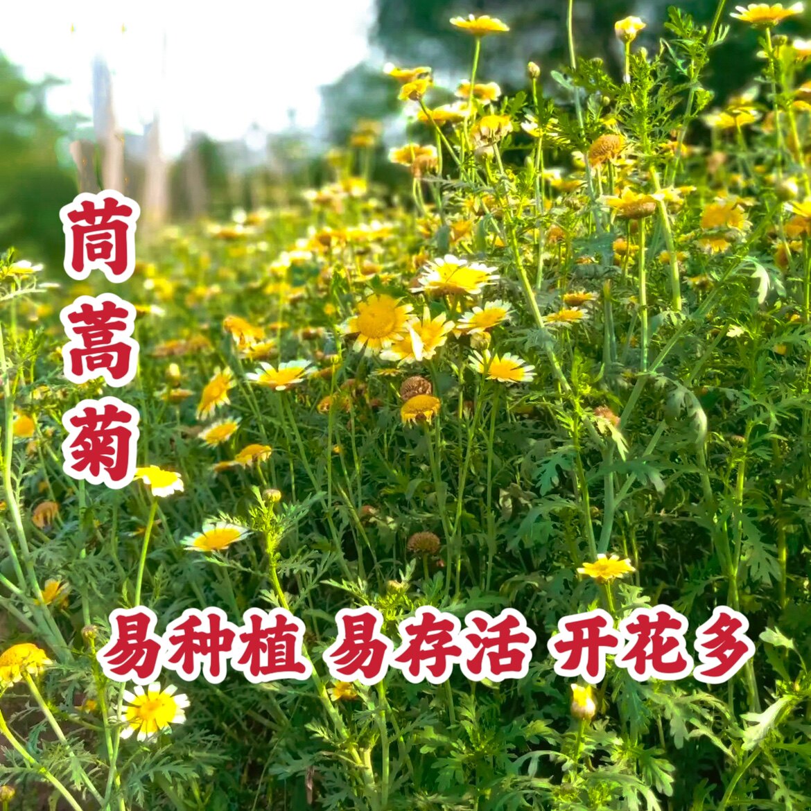 茼蒿菊种子黄金菊花种籽子春播玛家庭园艺种子