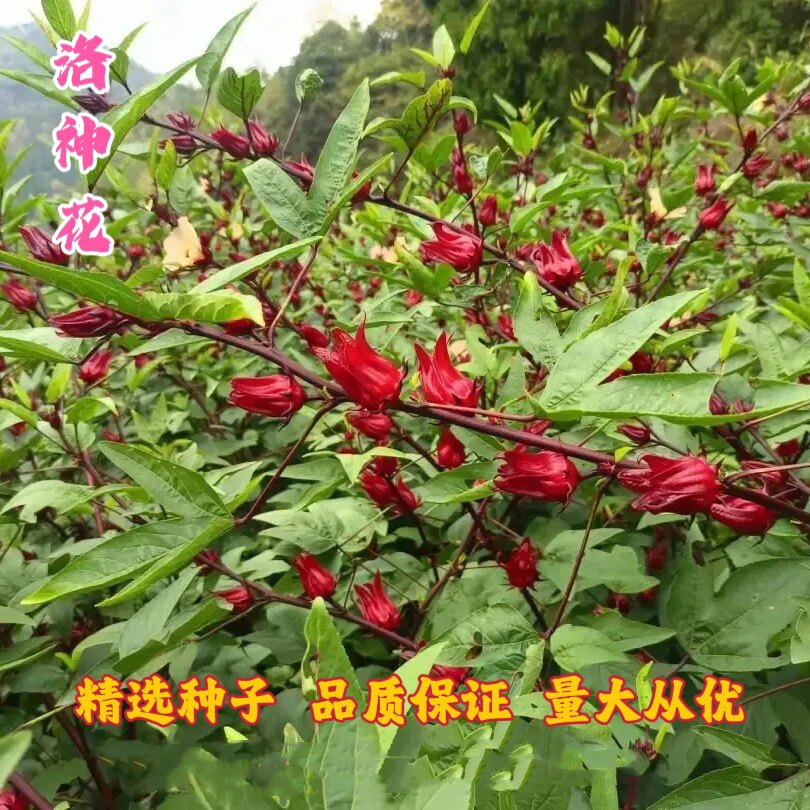 洛神花种子可食用草籽种子玫瑰茄家庭园艺种子