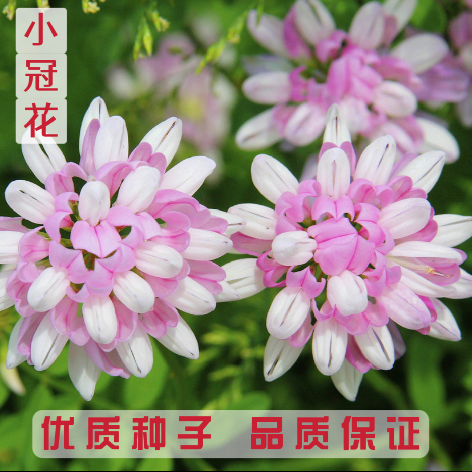 多边小冠花种子庭院高速山坡荒地护坡观赏固土极强地被观赏花卉籽