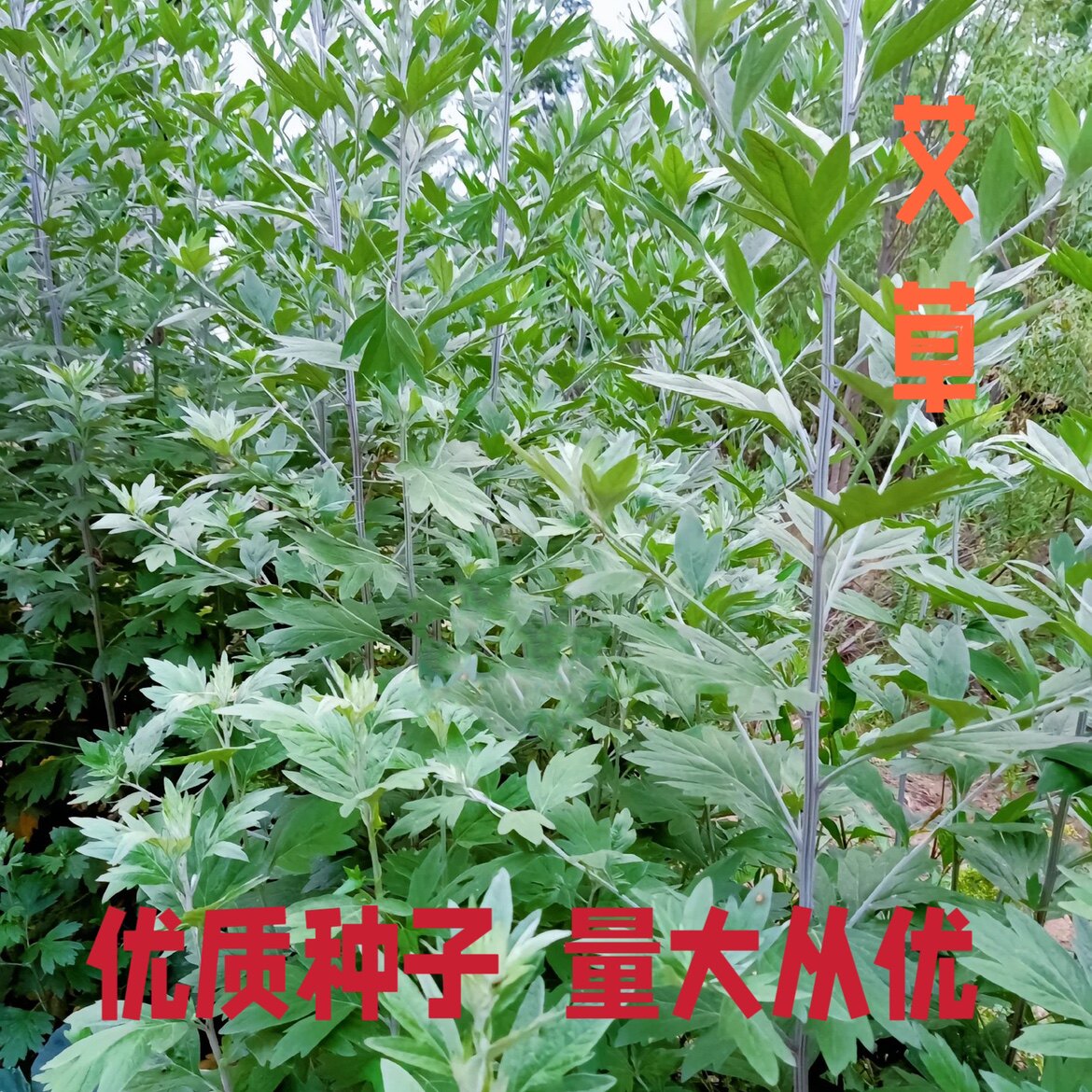 艾草种子艾草药用驱蚊草艾叶种籽家庭园艺种子