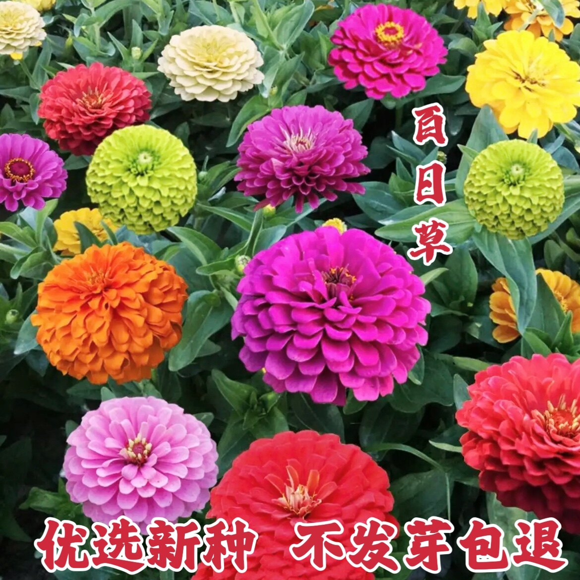 百日草种子混色百日菊花种籽子四家庭园艺种子