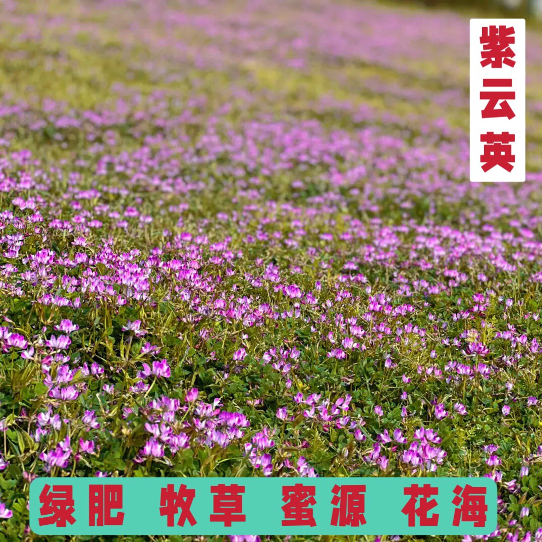 紫云英种子绿肥种籽红花草籽种牧草果园草种养蜂蜜源植物翘摇草籽
