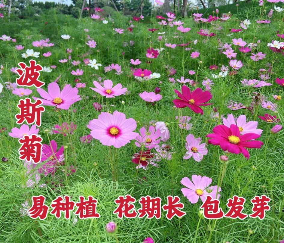 波斯菊花种子春秋易种易活开花不断四季可种庭院盆栽绿化造景花海