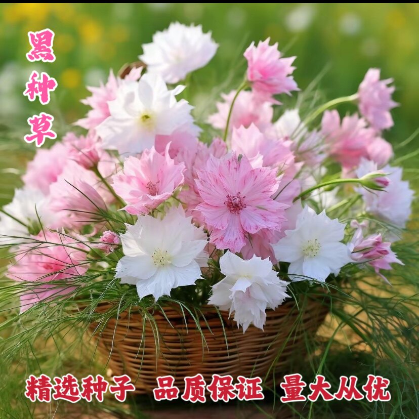 黑种草适合冬天种的花种子秋季四家庭园艺种子