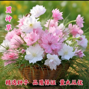 黑种草适合冬天种的花种子秋季四季室外盆栽花卉鲜花庭院开花不断