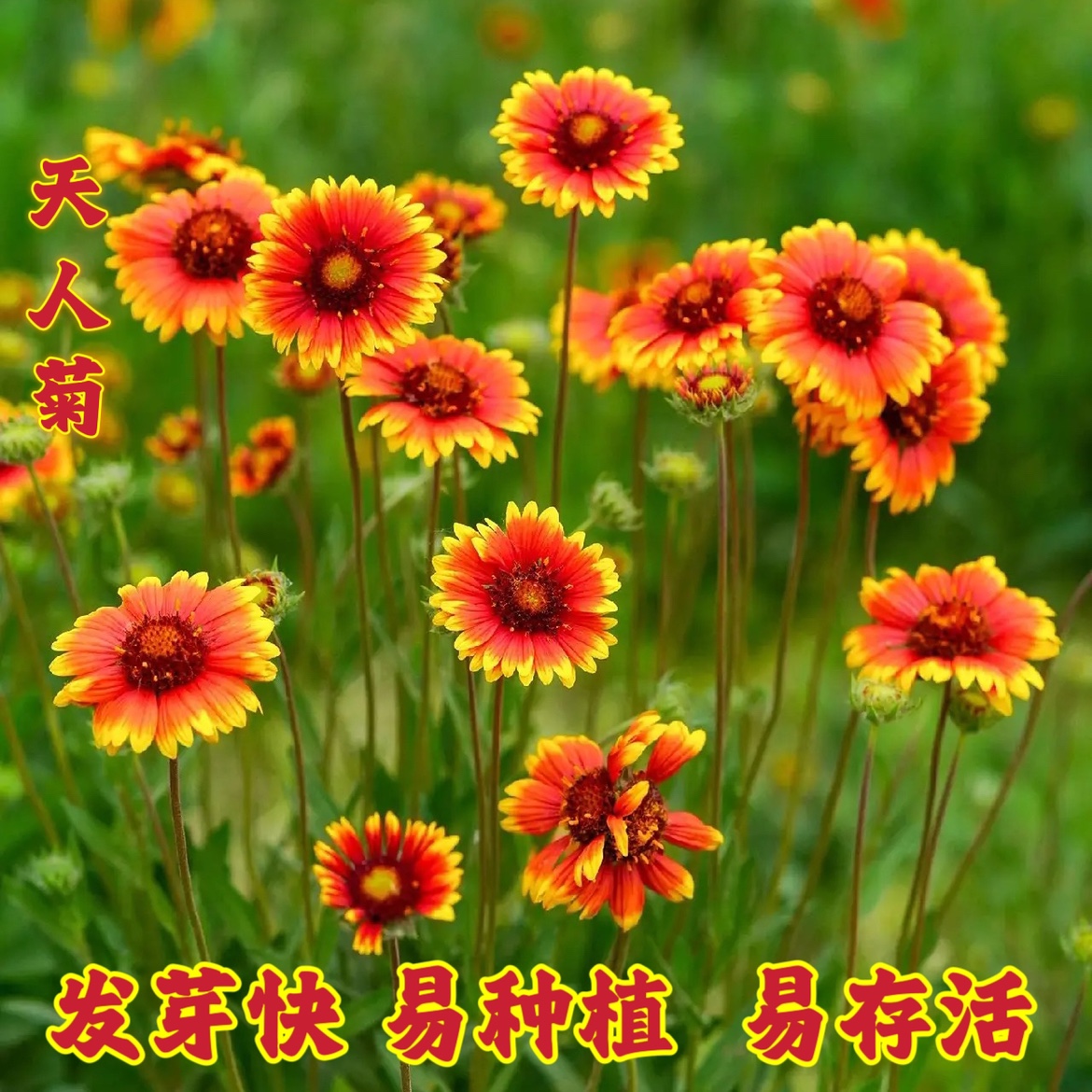 天人菊多年生宿根耐寒鲜花园林景观绿化花卉园艺庭院阳台简单易种