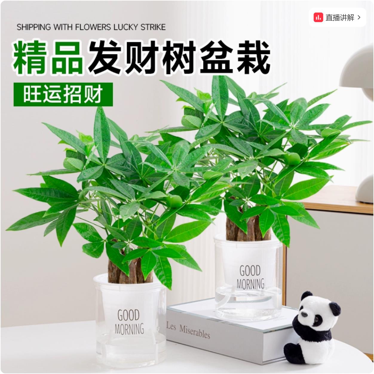 发财树盆栽易活植物室内客厅绿植小盆景四季常青办公室内盆栽花卉
