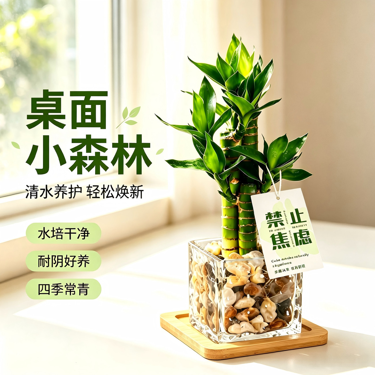 节节高富贵竹水培绿植办公室内桌面盆栽懒人四季好养植物净化空气