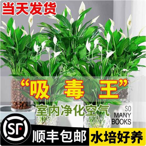 白掌一帆风顺盆栽水培植物绿萝箩花卉室内花绿植红掌发财树吸甲醛