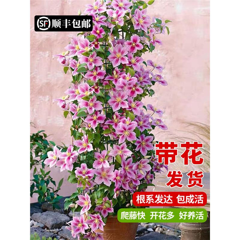 铁线莲爬藤植物庭院耐寒绿植花卉盆栽苗乌托邦银币阳台四季开花