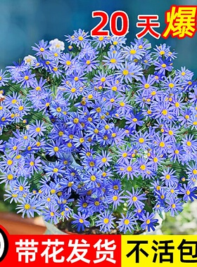 蓝色玛格丽特花苗带花苞菊花大花卉植物室内外阳台四季开花好养活