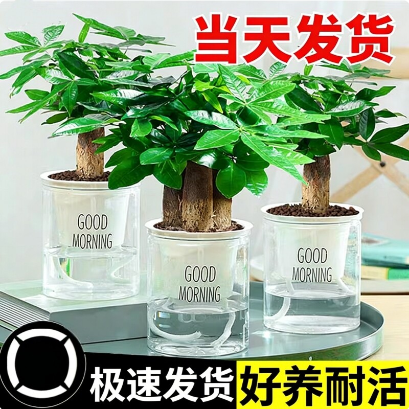 发财树小盆栽花卉绿植物办公室内高颜值绿萝文竹水培发财树好养