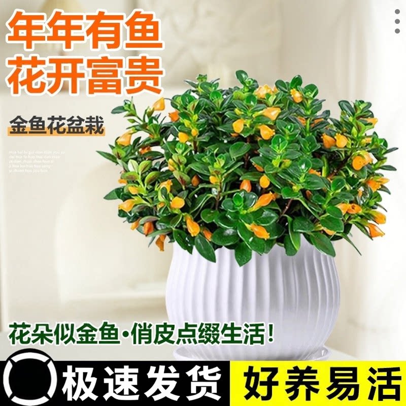 金鱼吊兰盆栽四季观花植物金鱼花室内客厅观花植物豆瓣绿四季常青