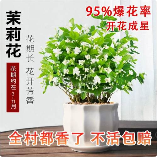 茉莉花苗盆栽带花苞栀子花卉植物室内绿植九里香浓香高颜值花好养