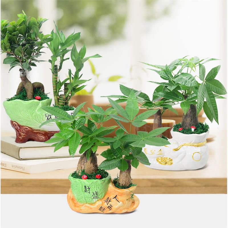 发财树盆栽植物室内客厅绿植小盆景四季常青办公室好养小盆栽花卉
