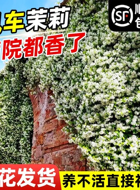 风车茉莉盆栽大苗懒好养藤垂丝爬藤花卉耐寒阳台盆栽植物四季开花