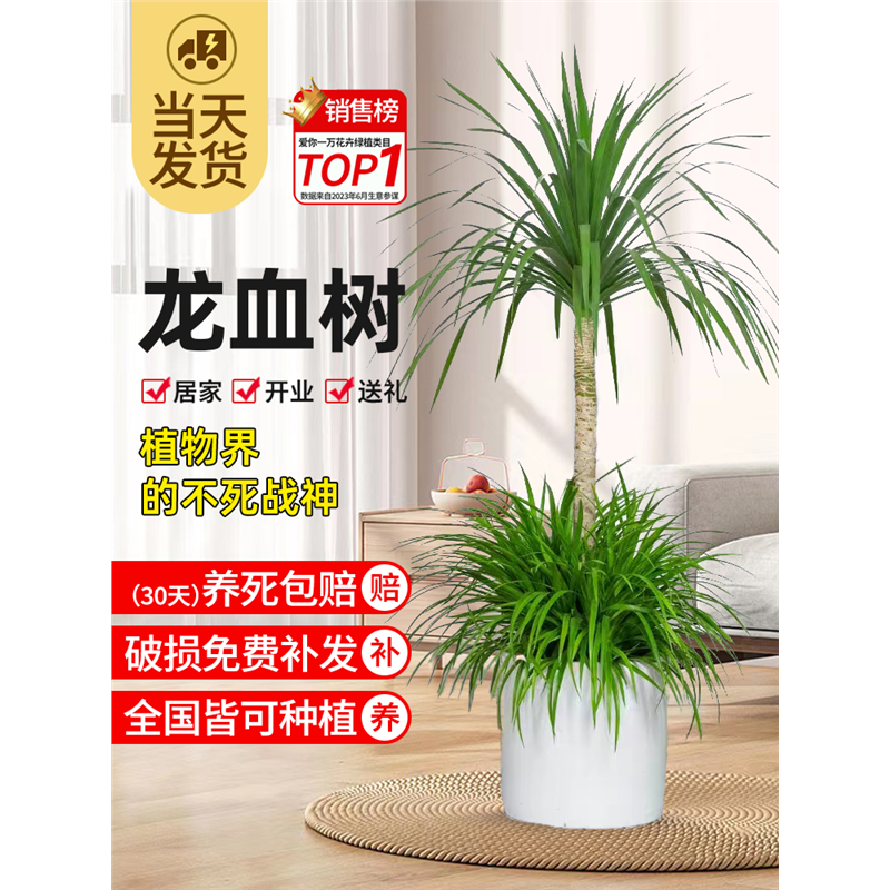 龙血树客厅绿植盆栽多头龙须树铁黑珍珠绿植室内落地大型老桩树苗