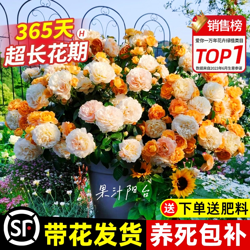果汁阳台月季花苗灌木大苗四季开花带花多头玫瑰花卉盆栽室内植物