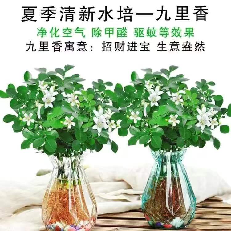 驱蚊驱虫植物水培九里香花卉盆栽绿植浓香四季花室内阳台净化空气