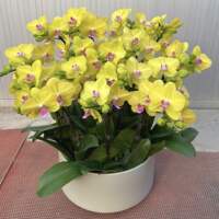 Phalaenopsis flower seedlings with flower stems and flower buds, potted large orchid seedlings, indoor plants and flowers for the living room, easy to grow throughout the four seasons thumbnail 6