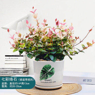 花叶络石植物盆栽室内五彩观叶绿植大盆垂吊好养花叶落石带盆栽好