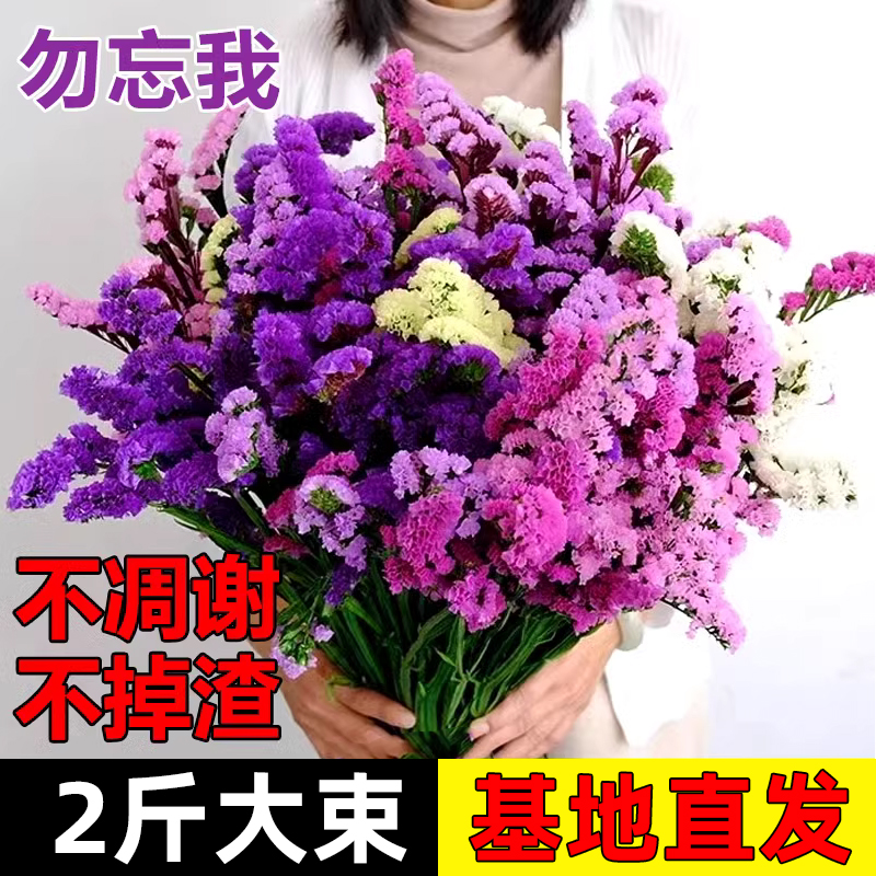 干花花束真花装饰摆件客厅摆设鲜云南天然风轻奢满天星勿忘我