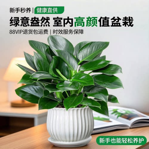 精品金钻盆栽植物绿公主水培绿植吸高颜值好养活室内多肉四季花卉