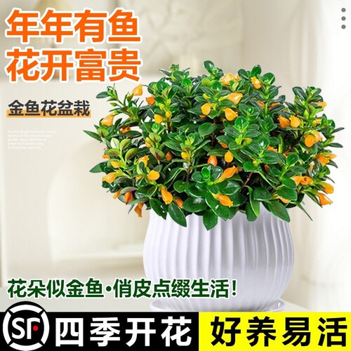 金鱼吊兰盆栽四季观花植物金鱼花室内客厅观花植物豆瓣绿四季常青