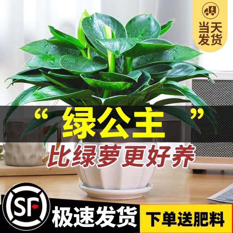 金钻盆栽植物绿公主水培办公室万年青绿植除甲醛多肉室内花卉易活图片
