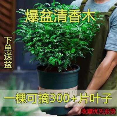 驱蚊草盆栽植物清香胡椒木花卉植物室内好养绿植九里香树苗茉莉花