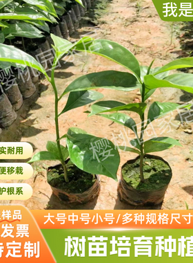 育苗袋桉树水果育苗袋槟榔营养袋黑色一次性加厚种植袋树苗营养袋