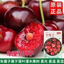 车厘子种子果树种子樱桃种子车厘子种子大樱桃南北均可种植水果