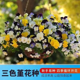 三色堇花种子食用小角堇冬天四季开花不断盆栽花籽室外猫儿脸