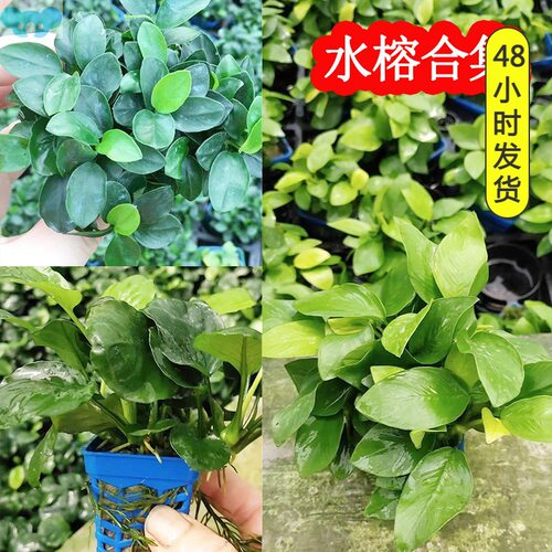 Aquarium Plants Fish Tank Collection Mini Small水草植物鱼缸1