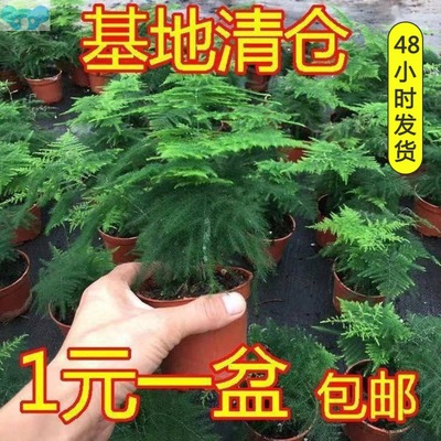 Bunzhu potted plant indoor purifying air office green plant