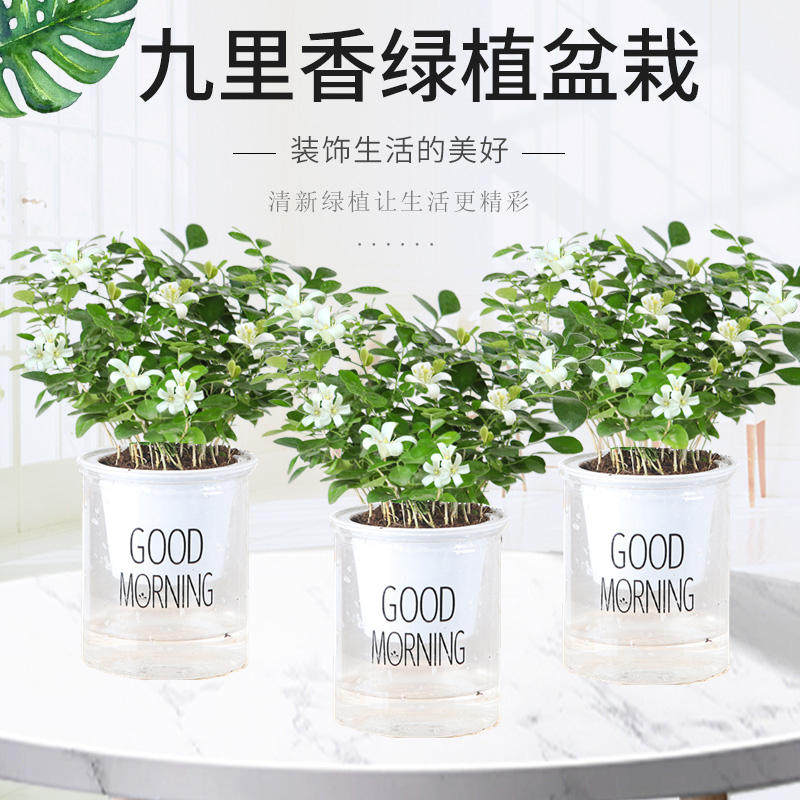 九里香盆栽水培植物室内驱蚊草浓香四季开花千里眼七里香好养绿植