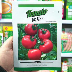 西林种业蔬菜种子西红柿种子大粉柿子籽欧塔柿子籽大棚陆地100粒