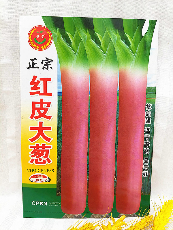 东北红皮大葱种子种籽红头大葱火葱阳台春季四季种植蔬菜种子50克