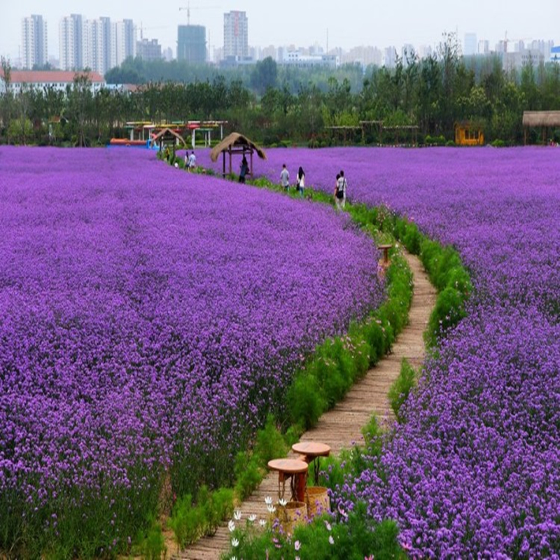 柳叶马鞭草籽室外庭院景观绿化婚纱摄影网红花海花卉四季盆栽种子