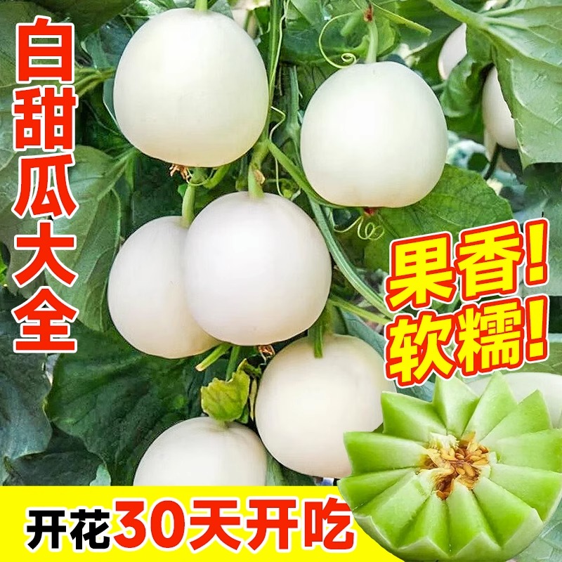 日本甜宝甜瓜种籽超甜冰糖子香瓜蔬菜种子四季博阳羊角蜜种孑大全