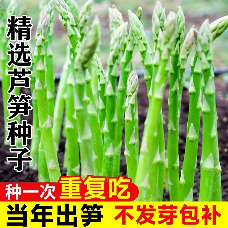 芦笋根苗蔬菜种子籽种植高产菜苗秧家庭阳台盆栽南方植物四季菜种