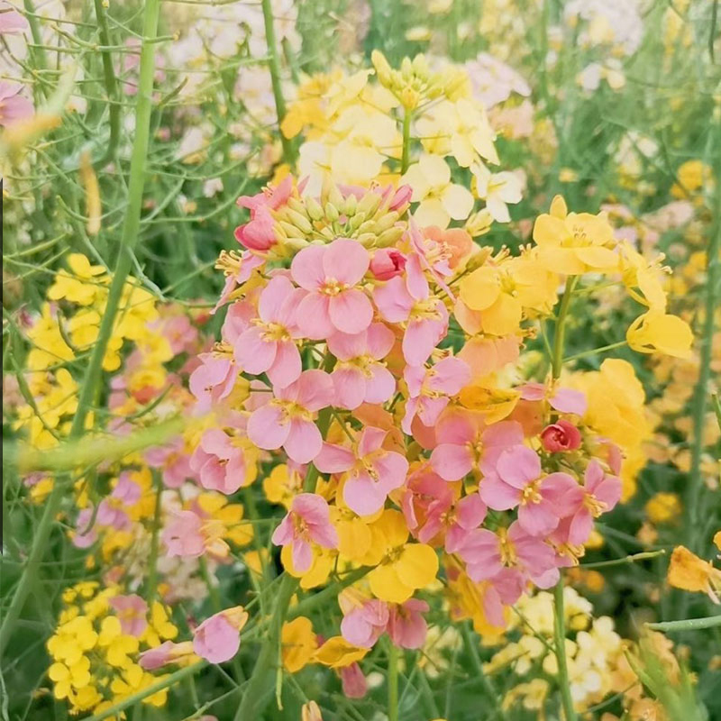 观赏彩色油菜花种子优质高产榨油五彩油菜花菜籽油花田春秋播花卉