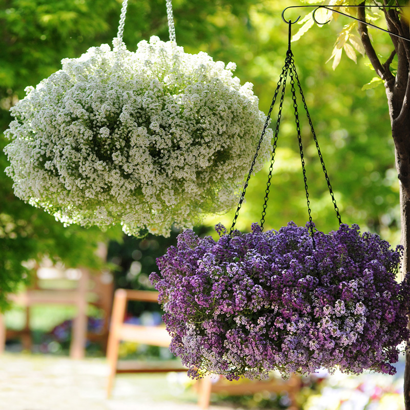 香雪球花种籽子易活花籽四季开花