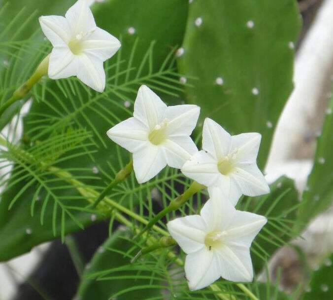 白色羽叶茑萝花种子庭院室外花种籽子孑四季播种开花爬藤攀援植物