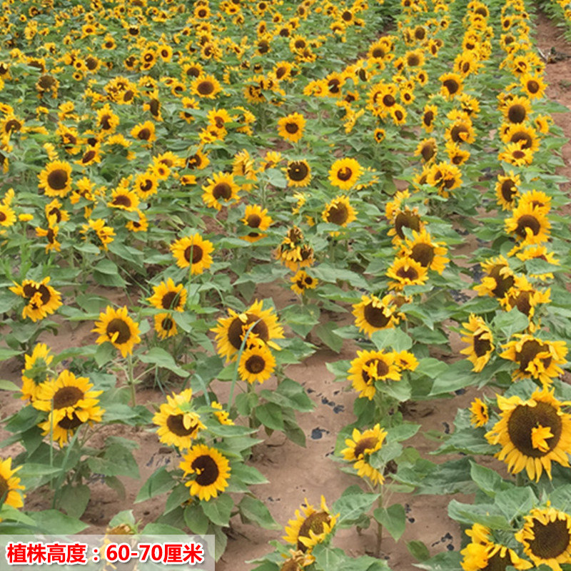 矮人大盘向日葵种孑观赏食用切花葵花籽油葵种子迷你室外阳台盆栽