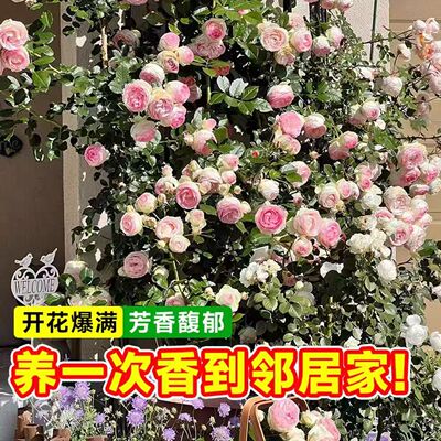 蔷薇月季花苗四季开花庭院阳台藤蔓植物龙沙宝石爬藤植物爬墙玫瑰